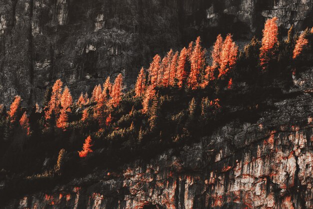 Rock Formation Surrounded by Trees