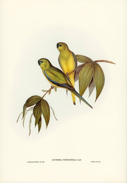 Rock Grass-Parakeet (Euphema petrophila) illustrated by Elizabeth Gould 