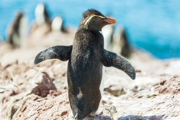 Free photo rockhopper