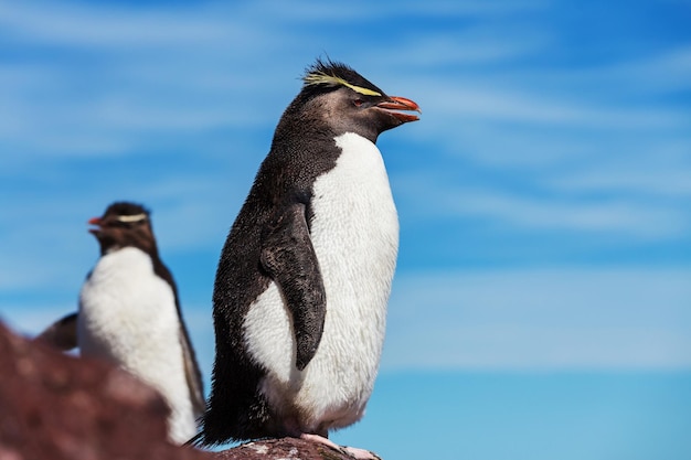 Free photo rockhopper