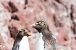 無料写真 rockhopper