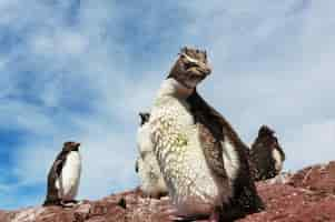 Free photo rockhopper