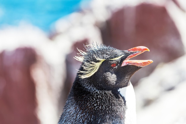 Free photo rockhopper