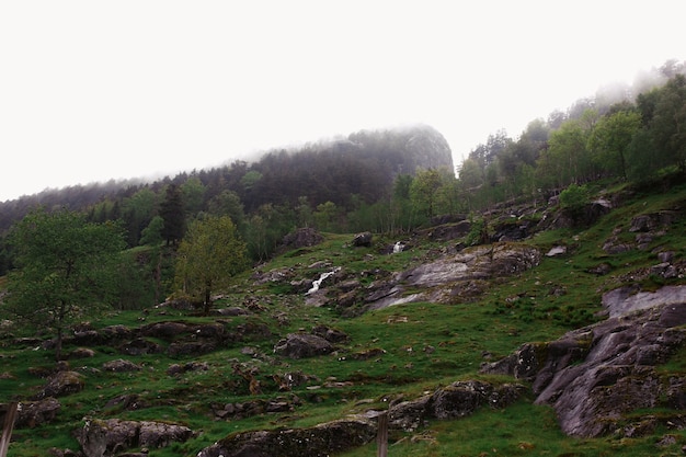 Rocks covered with greenery and thick fog 