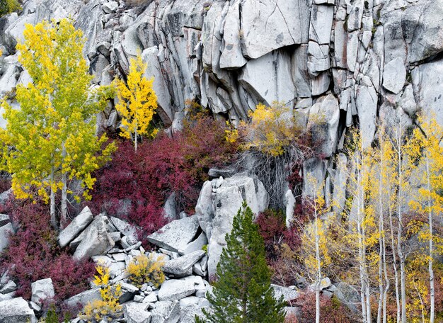 Rocks and plants