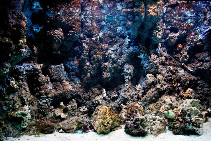 Бесплатный Фотография скалы с морской мох
