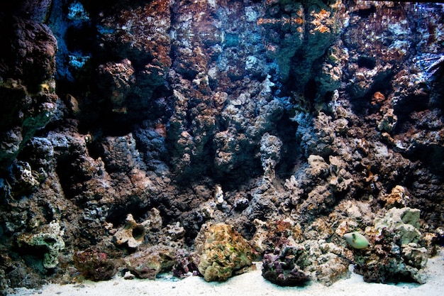 Скалы с морской мох