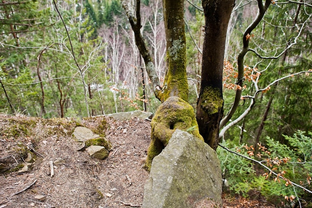 카르파티아 산맥의 녹색 숲에 있는 바위 절벽