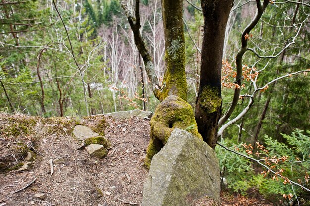 Rocky cliff in green forest at Carpathian mountains