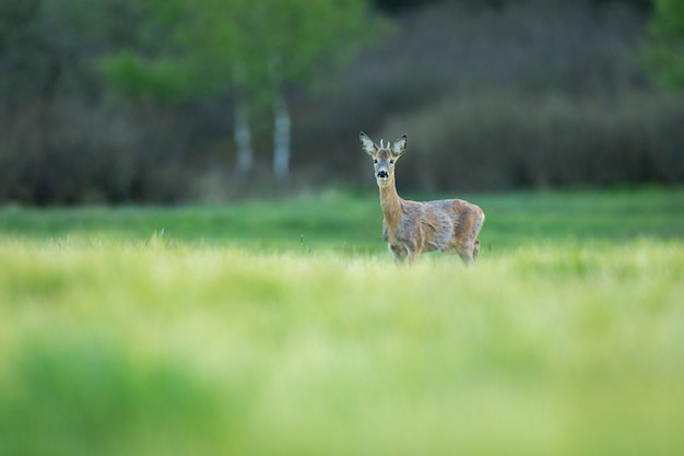 roe deer in the magical nature beautiful european wildlife wild animal in the nature habitat