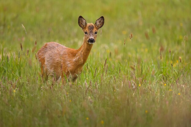 roe deer in the magical nature beautiful european wildlife wild animal in the nature habitat