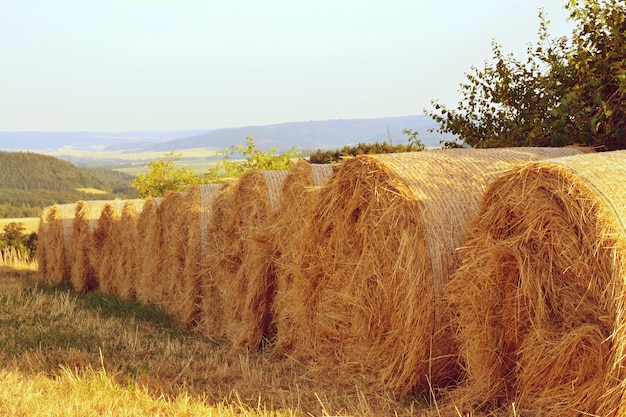"Rolls of hay on field"