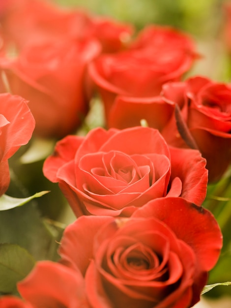 Romantic blooming roses close up