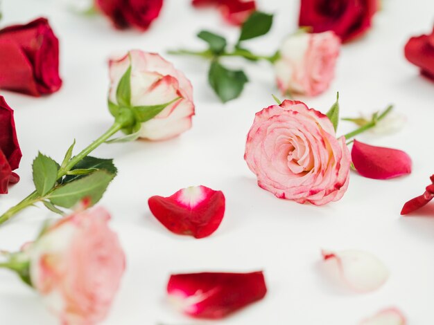 Romantic delicate roses and petals
