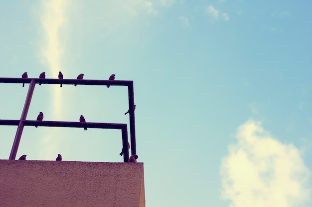 Free photo rooftop railings birds blue sky