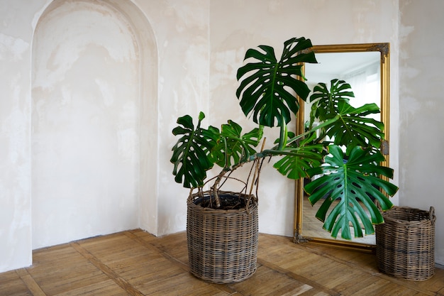 鉢植えのモンステラ植物の部屋の装飾