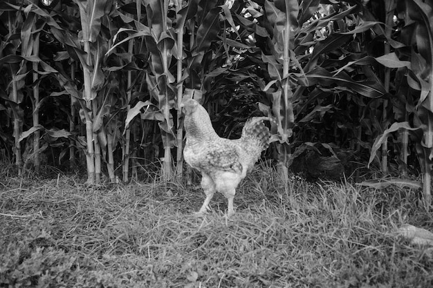 Free photo rooster in the cornfield