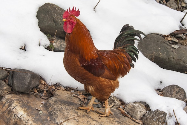 Rooster waking in a snowy area during daytime