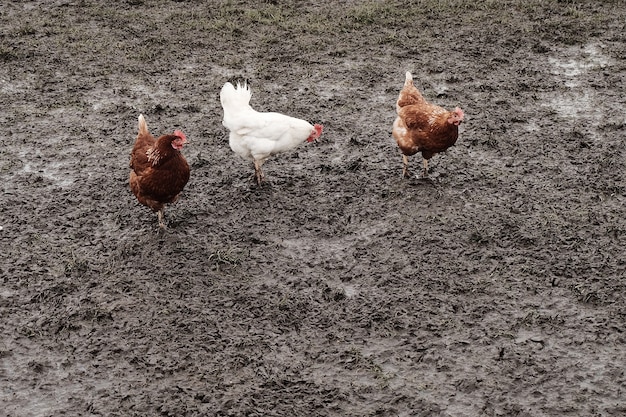 泥の農場で鶏と鶏