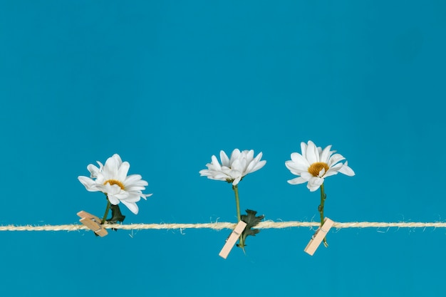 Free photo rope with clothespins and three daisies