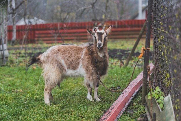 Roped goat on farm