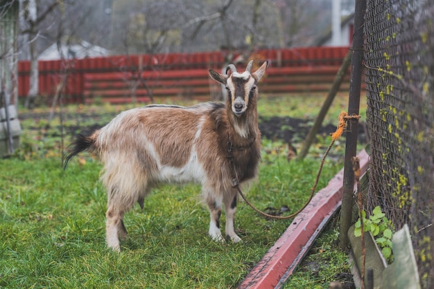 Roped goat on farm