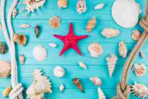 Free photo ropes on seashells