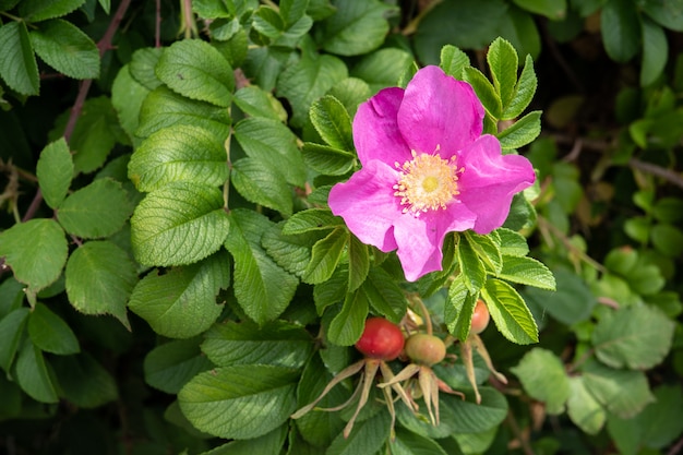 ローザルゴサの花。屋外にピンクのバラ Premium写真