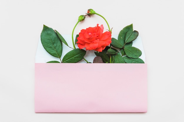Бесплатное фото Розовые бутоны и цветы в открытый конверт на белом фоне