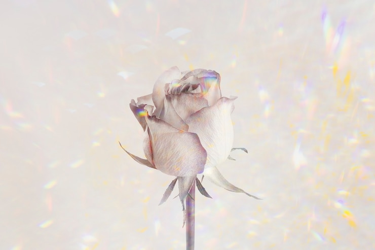 Free Photo rose flower on a holographic design resource