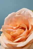 Бесплатное фото Цветок розы в небе