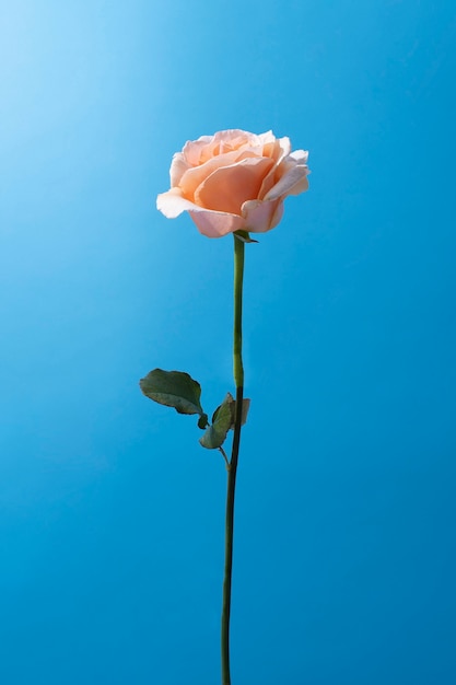 Foto gratuita fiore di rosa nel cielo
