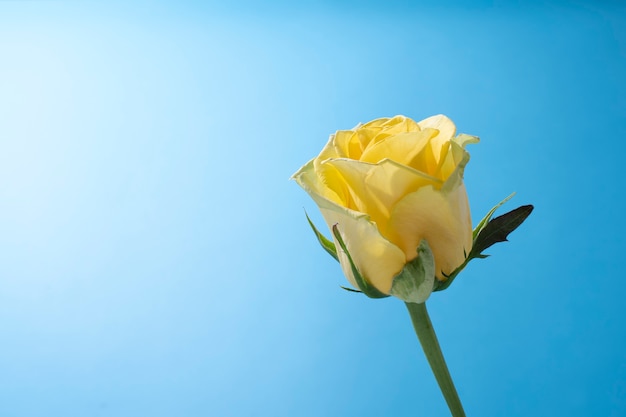 空にバラの花