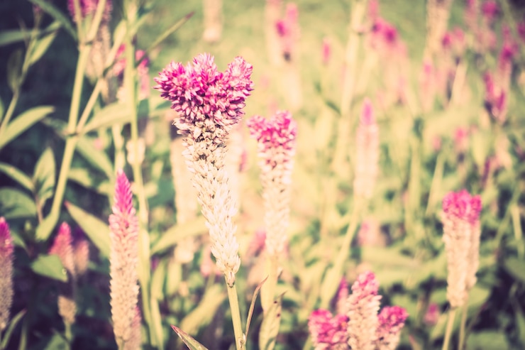無料Photo バラの花のヴィンテージのシンボルの背景