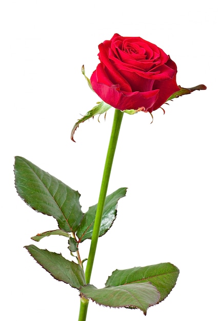 rose flower on white isolated