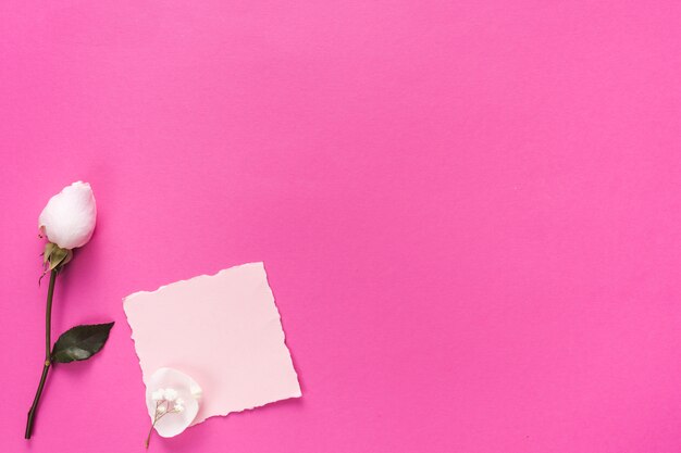 Rose flower with blank paper on pink table