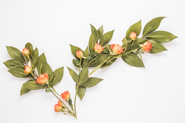 Rose flowers with green leaves on white table 