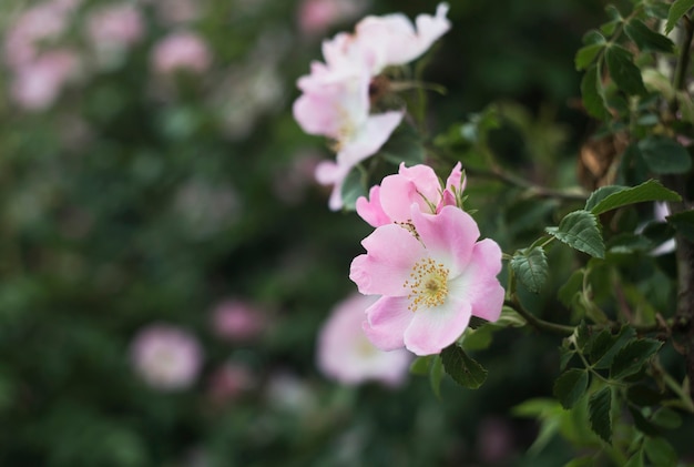 Rose garden over green.