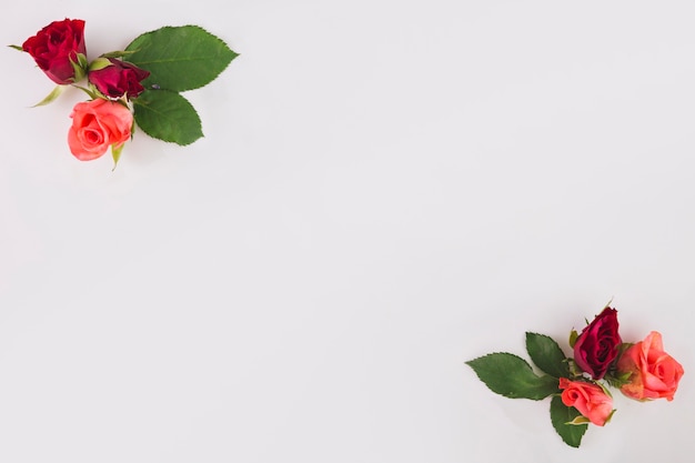 Rose heads with leaves on white