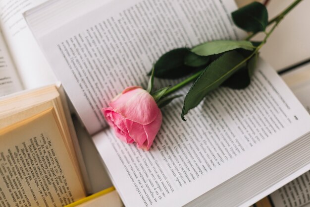 Rose on opened book