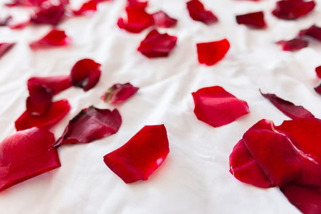 Rose petals border