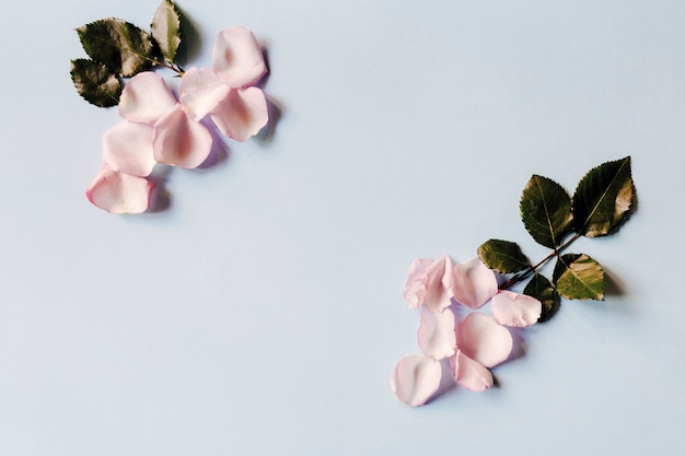 Free photo rose petals and leaves arranged on blue background