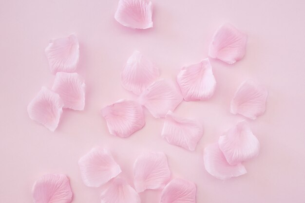 분홍색 배경에 장미 꽃잎