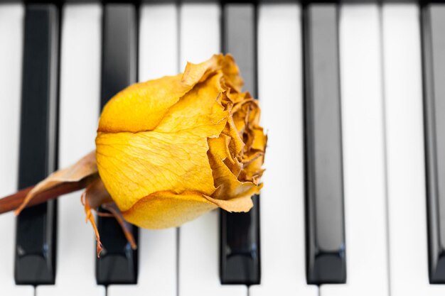 Rose on a piano