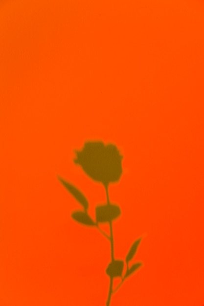 Free photo rose shadow on an orange background