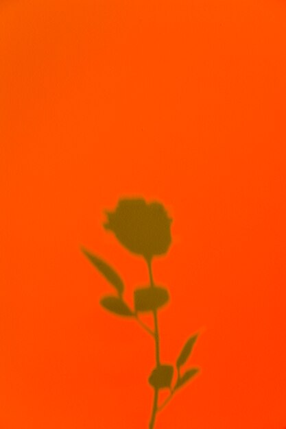 Rose shadow on an orange background