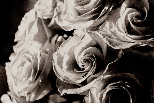Роза обои оттенки серого угрюмый фон