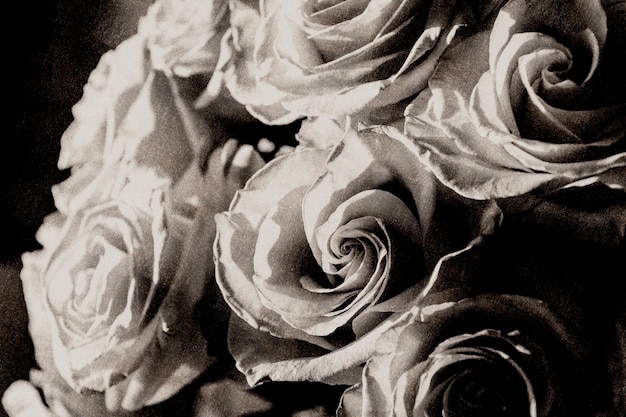 Rose wallpaper grayscale moody background