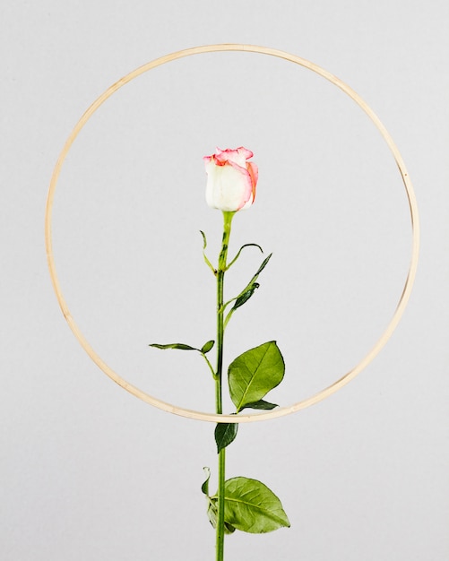 Free photo rose with round golden frame