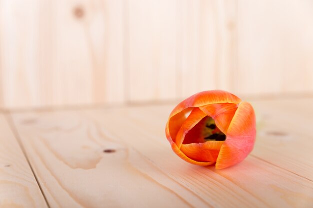 Rose on wooden background